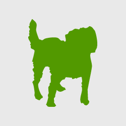 Entlebucher Sennenhund Welpe im Profil