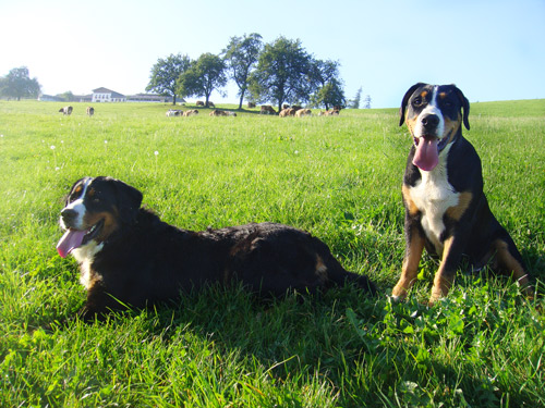 Mischlingshunde auf der Wiese Berner Sennenhund und Swissydog