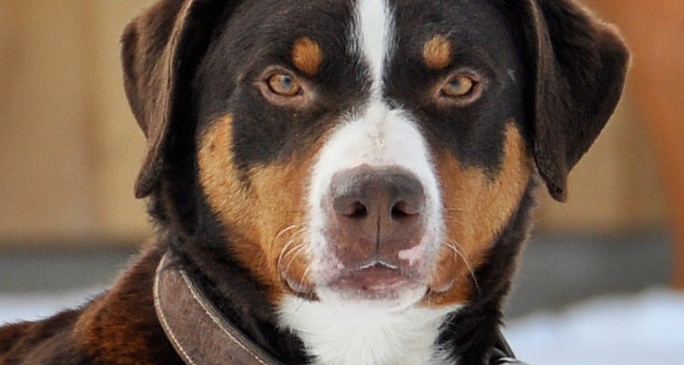 Appenzeller Sennenhund