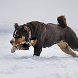 Appenzeller Sennenhund läuft