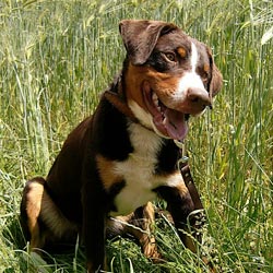Appenzeller Sennenhund Appenzeller Sennenhund