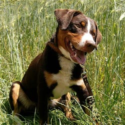 Appenzeller Sennenhund