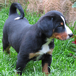 Welpe Appenzeller Sennenhund Welpe Appenzeller Sennenhund