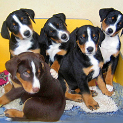 Appenzeller Sennenhund Welpe Appenzeller Sennenhund Welpe