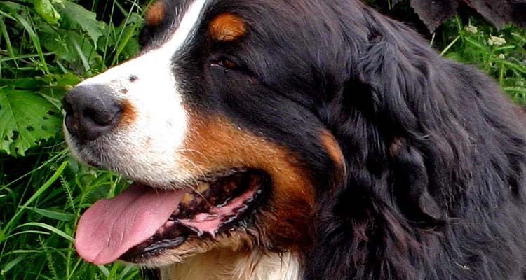 Berner Sennenhund Berner Sennenhund