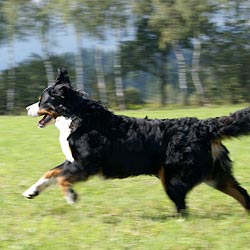 Berner Sennehund läuft