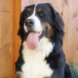 Berner Sennenhund