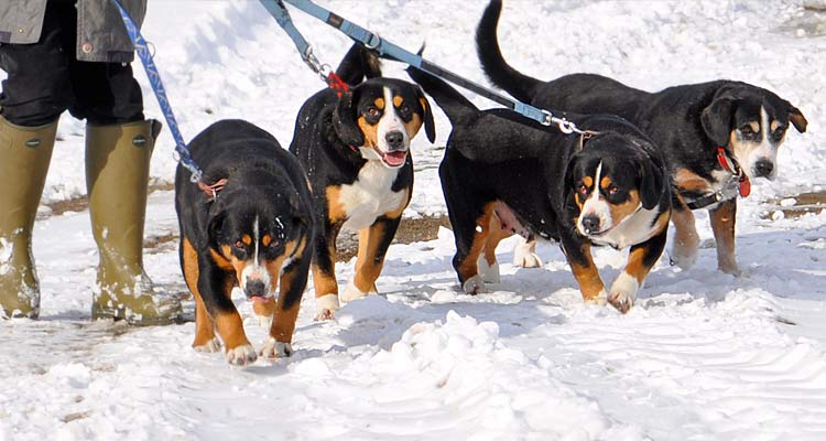 Entlebucher Sennenhund Entlebucher Sennenhund