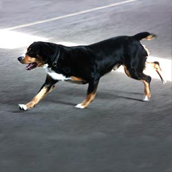 Entlebucher Sennenhund läuft