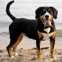 Entlebucher Sennenhund