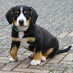 Welpe Entlebucher Sennenhund Welpe Entlebucher Sennenhund