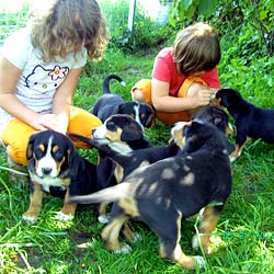 Familienhund mit Kind