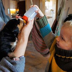 Familienhund