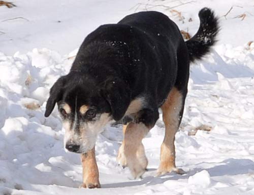 Gesunder alter Hund Gesunder alter Sennehund