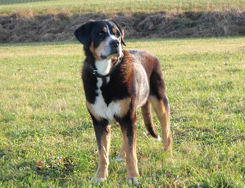 Gesunder alter Hund Gesunder alter Sennenhund