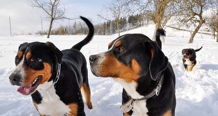 Grosse Schweizer Sennenhunde Grosse Schweizer Sennenhunde