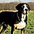 Hundezücherin Grete mit Sennenhund