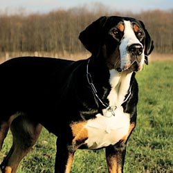 Grosser Schweizer Sennenhund Grosser Schweizer Sennenhund
