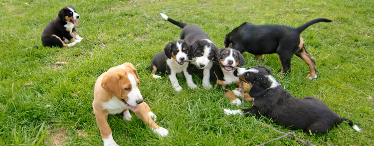 Hunde Mischlings Welpen beim Spielen auf der Wiese