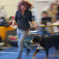 Hunde Sport Hunde SPort