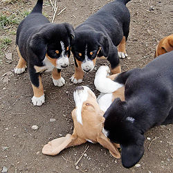 Hundewelpen Hundewelpe beim Spielen
