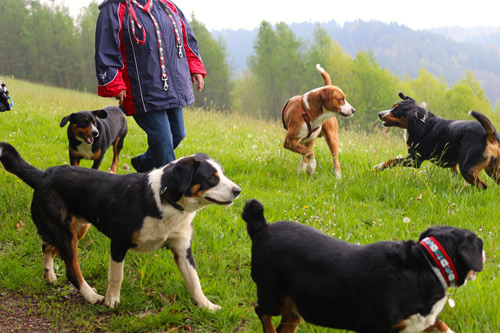 Mischlingshunde mit Auslauf Mischlingshunde