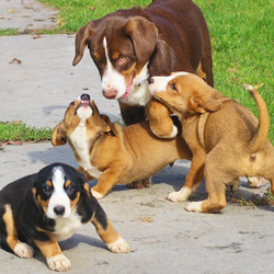 Sennenhunde Züchter Sennenhunde Züchter