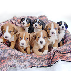 Hundewelpen Mischlingshundewelpen