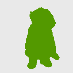 Berner Sennenhund Welpe im Profil