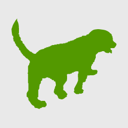 Grossen Schweizer Sennenhund Welpe im Profil