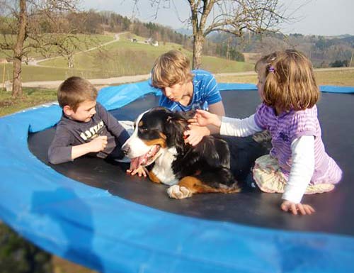 Familienhund Familienhund