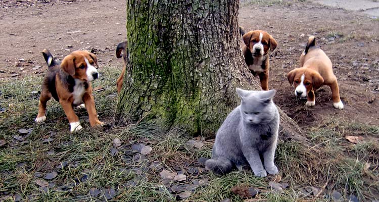 Swissydog Sennenhund Swissydog Sennenhund