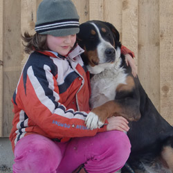 Swissydog Sennenhund beim Laufen