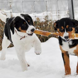 Swissydog Sennenhund