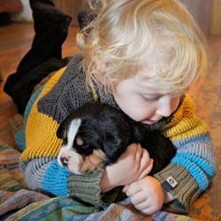 Swissydog Sennenhund Welpe Swissydog Sennenhund Welpe