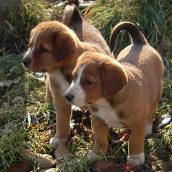 Swissydog Welpen 2 Swissydog Hunde Welpen