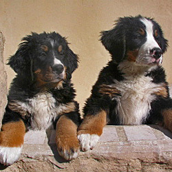 Welpe Berner Sennenhund Welpe Berner Sennenhund
