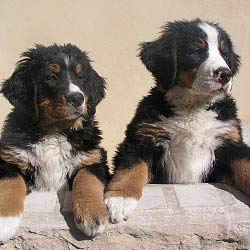 Berner Sennehund läuft