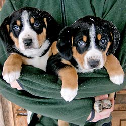 Entlebucher Sennenhund läuft