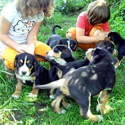 Grosser Schweizer Sennenhund läuft