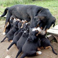 Hündin mit Welpen Hunde Welpen