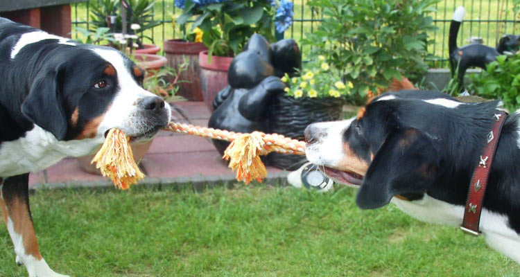 Grosse Schweizer Sennenhund Grosse Schweizer Sennenhunde
